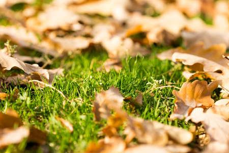 Colorful autumn leavesの写真素材