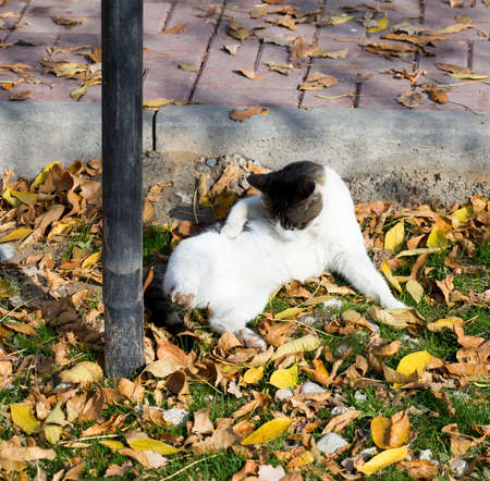 Cat in an autumn park. Cat sitting on the leavesの写真素材