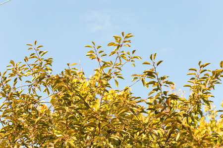 Leaves on a treeの写真素材