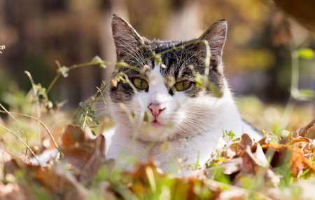 Cat in an autumn park. Cat sitting on the leavesの写真素材
