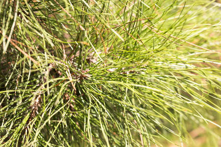 spruce, white background macro