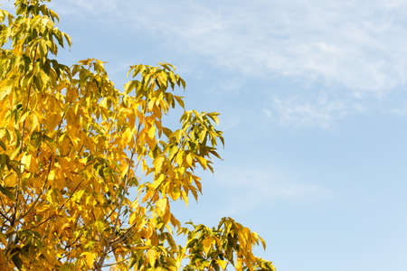 yellow leaves of trees in autumnの写真素材