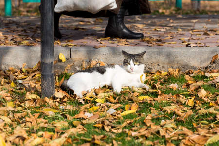 Cat in an autumn park. Cat sitting on the leavesの写真素材