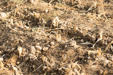 Corn stubble field on cornの写真素材