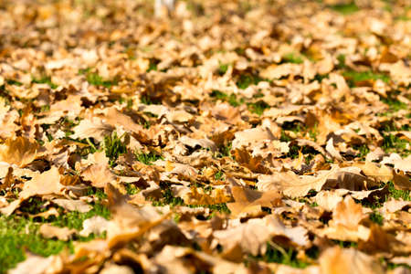 Colorful autumn leavesの写真素材
