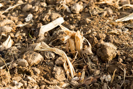 Corn stubble field on cornの写真素材
