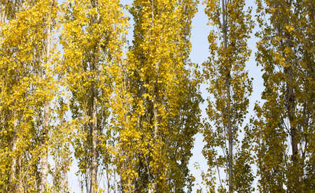 Autumn. Tree with yellow leaves against the skyの写真素材
