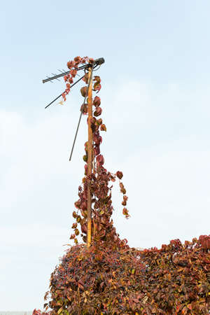 antenna which is covered with the leaves of the maiden grapes on a background of the skyの写真素材