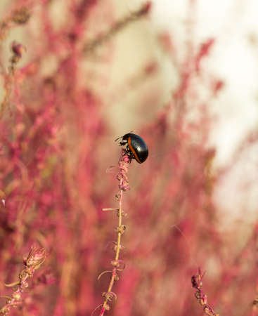 beetle on branch grass kochiaの写真素材