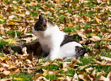 Cat in an autumn park. Cat sitting on the leavesの写真素材