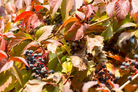 Parthenocissus backgroundの写真素材