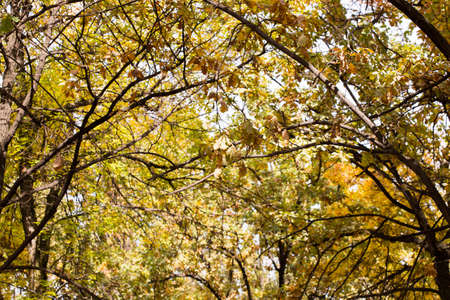 yellow leaves of trees in autumnの写真素材