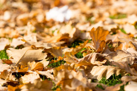 Colorful autumn leavesの写真素材