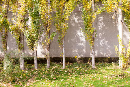 Autumn. Tree with yellow leaves against the skyの写真素材