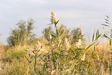 Beautiful serene waving reed in the sunlightの写真素材