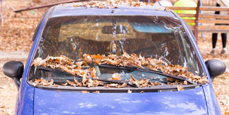 autumn, yellow leaves fall under the carの写真素材