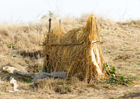 house of reeds on the fieldの写真素材