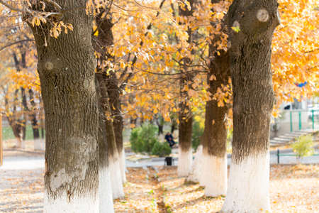 Autumn. Tree with yellow leavesの写真素材