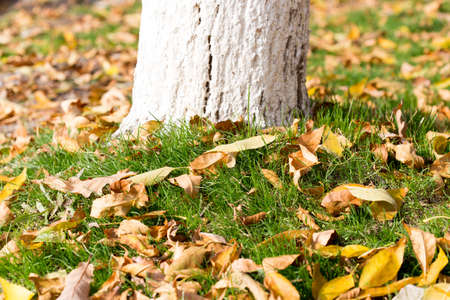 Colorful autumn leavesの写真素材