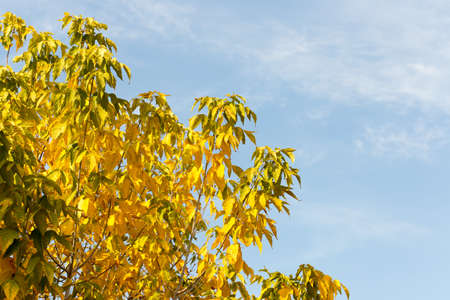 yellow leaves of trees in autumnの写真素材