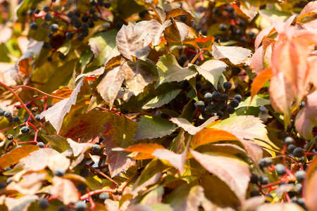 Parthenocissus backgroundの写真素材