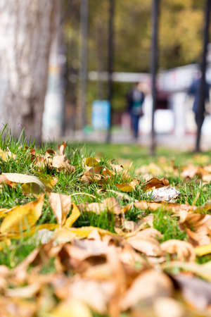 Colorful autumn leavesの写真素材