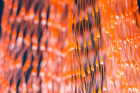macro red mesh bagの写真素材