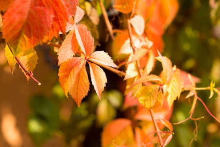 Parthenocissusの写真素材