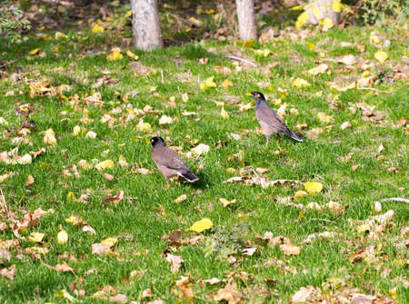 bird crow on the grassの写真素材