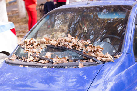 autumn, yellow leaves fall under the carの写真素材