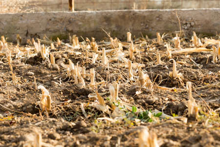 Corn stubble field on cornの写真素材