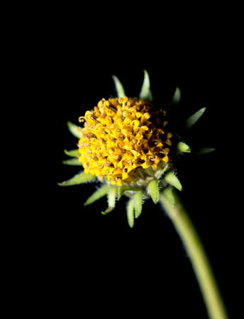 yellow daisy flower on a black backgroundの写真素材
