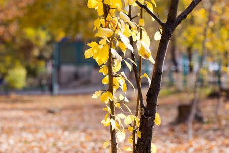 Autumn. Tree with yellow leavesの写真素材
