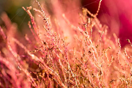 Close up of kochias plant in autumn at Kawaguchiko lake , Yamanashi prefecture , Japanの写真素材