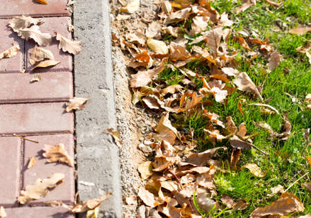 Autumn Leaves by the Sidewalkの写真素材