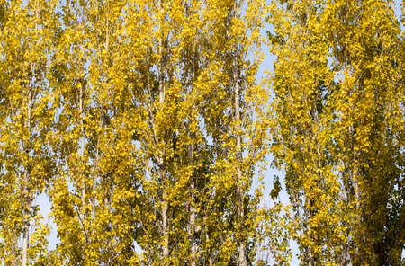 Autumn. Tree with yellow leaves against the skyの写真素材