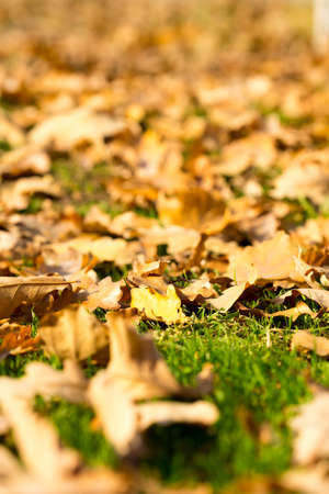 Colorful autumn leavesの写真素材