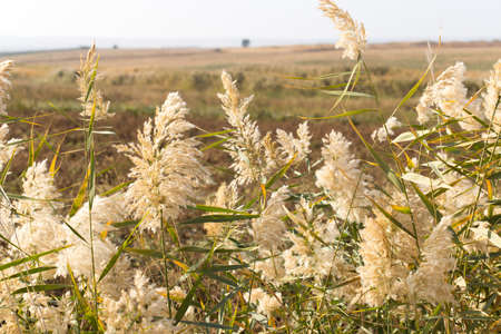 Beautiful serene waving reed in the sunlightの写真素材