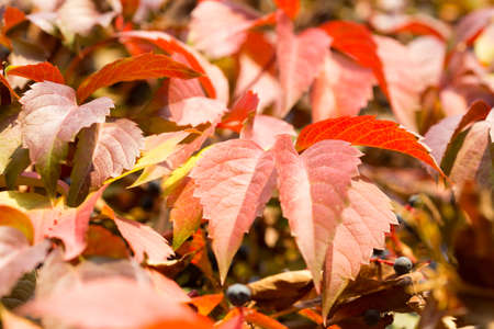 Parthenocissus backgroundの写真素材
