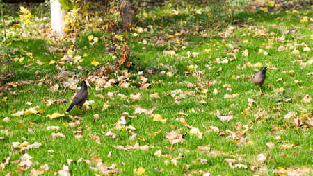 bird crow on the grassの写真素材