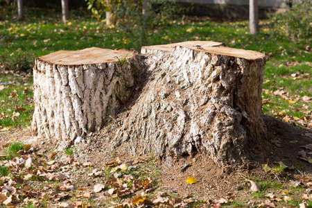 Stump, background, grass in autumnの写真素材