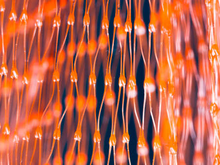 macro red mesh bagの写真素材
