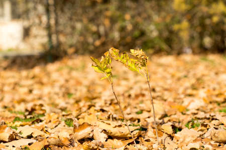 Colorful autumn leaves