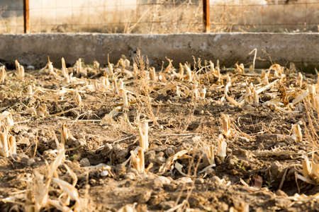 Corn stubble field on cornの写真素材