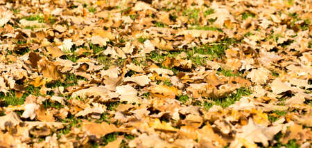 Colorful autumn leavesの写真素材