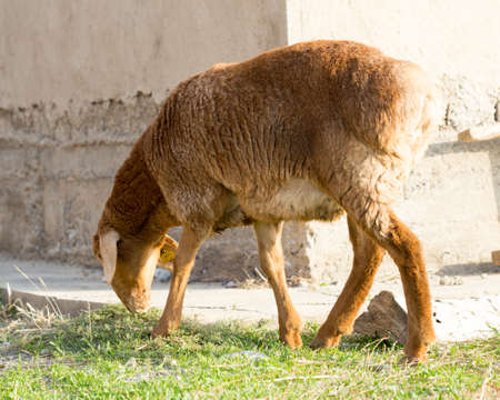flock of sheep on green grassの写真素材