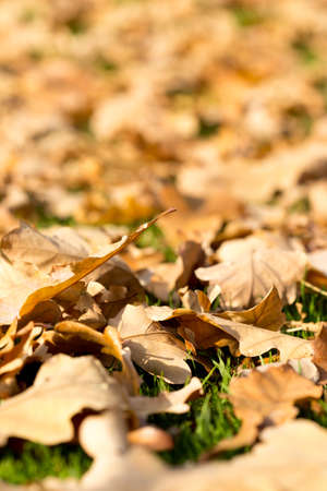Colorful autumn leavesの写真素材
