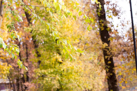 Leaves on a treeの写真素材