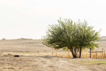 Tree in the fieldの写真素材