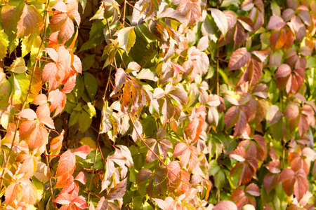 Parthenocissus backgroundの写真素材